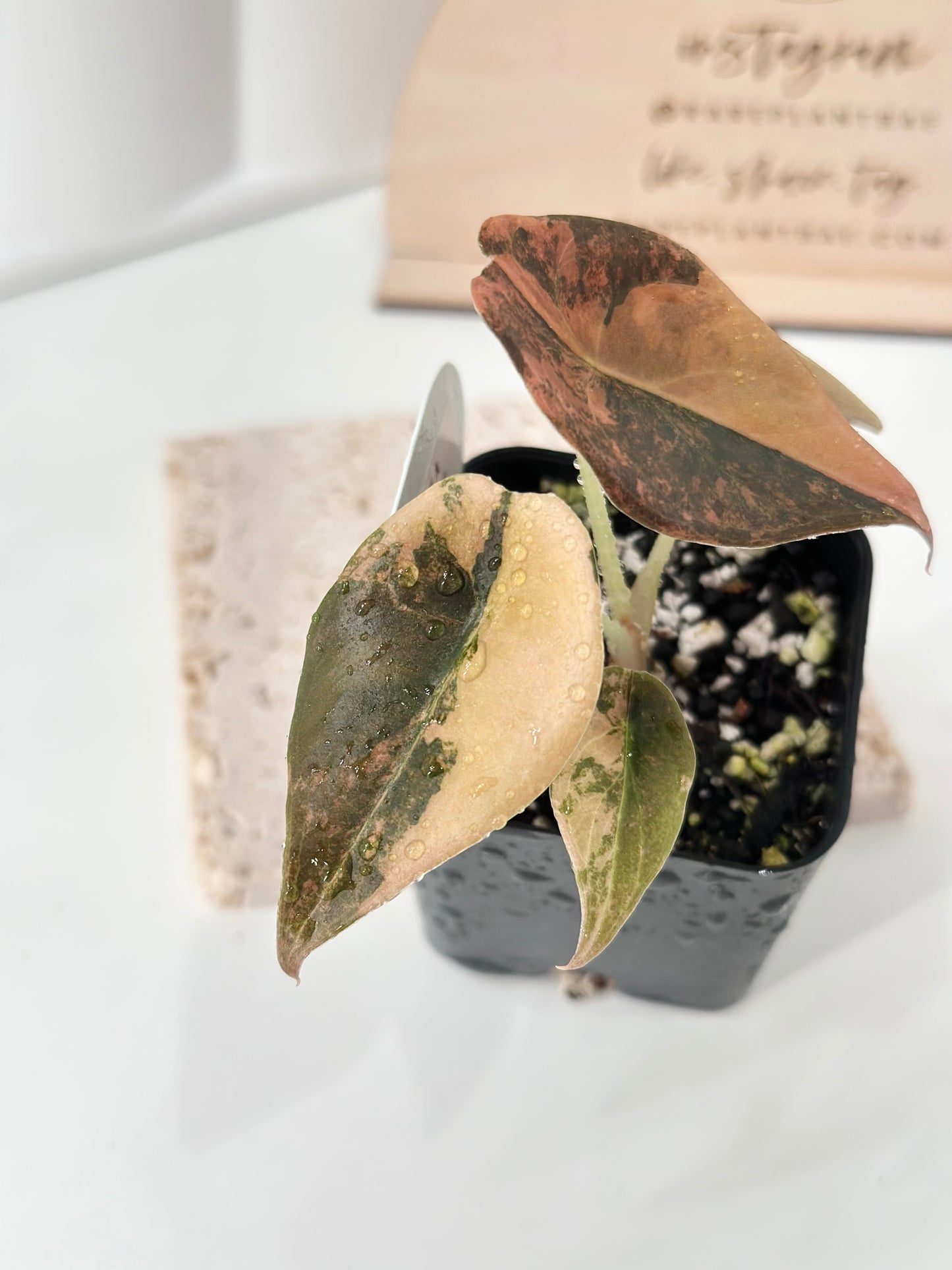 Alocasia Cuprea variegated - "gold latte"/ aurea