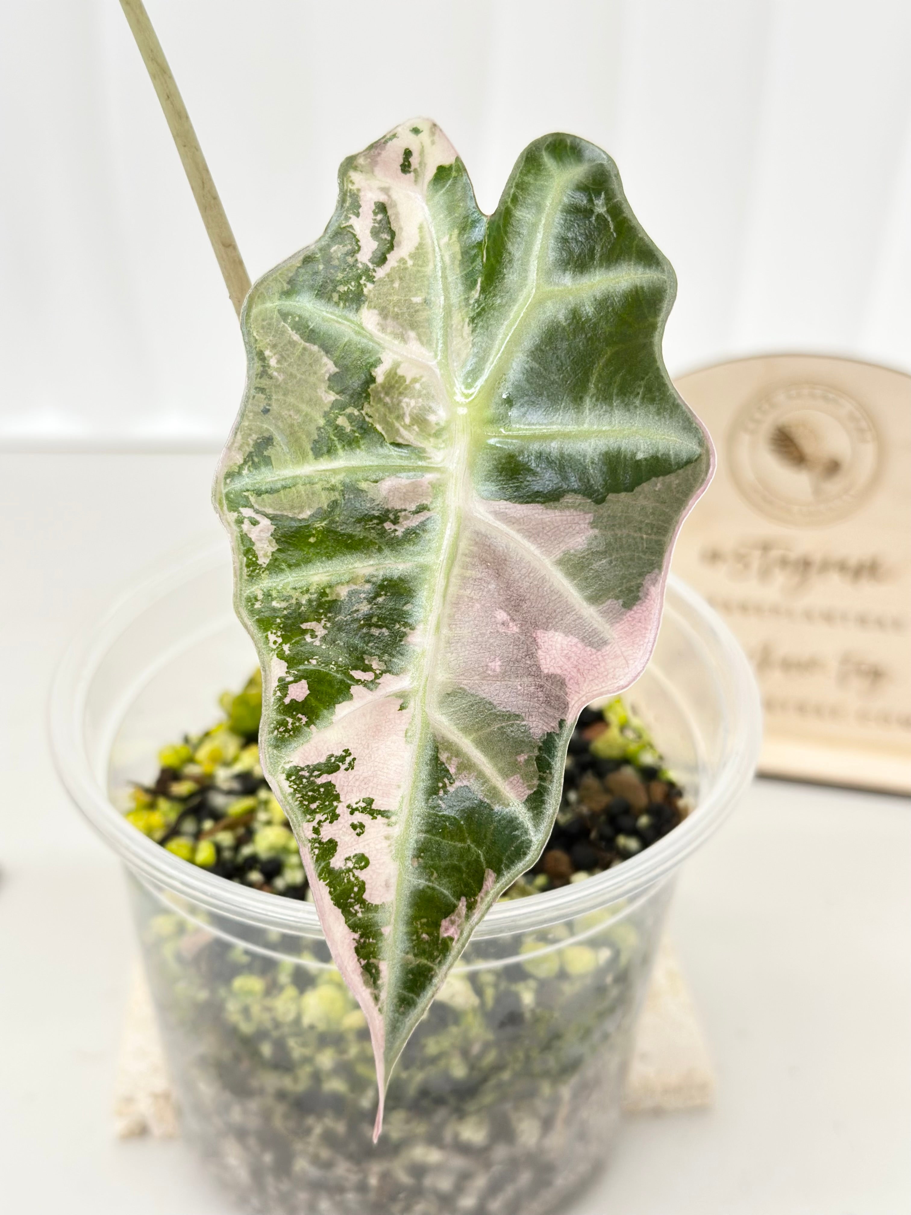 Alocasia Polly variegated - Pink – Rare Plant Bae