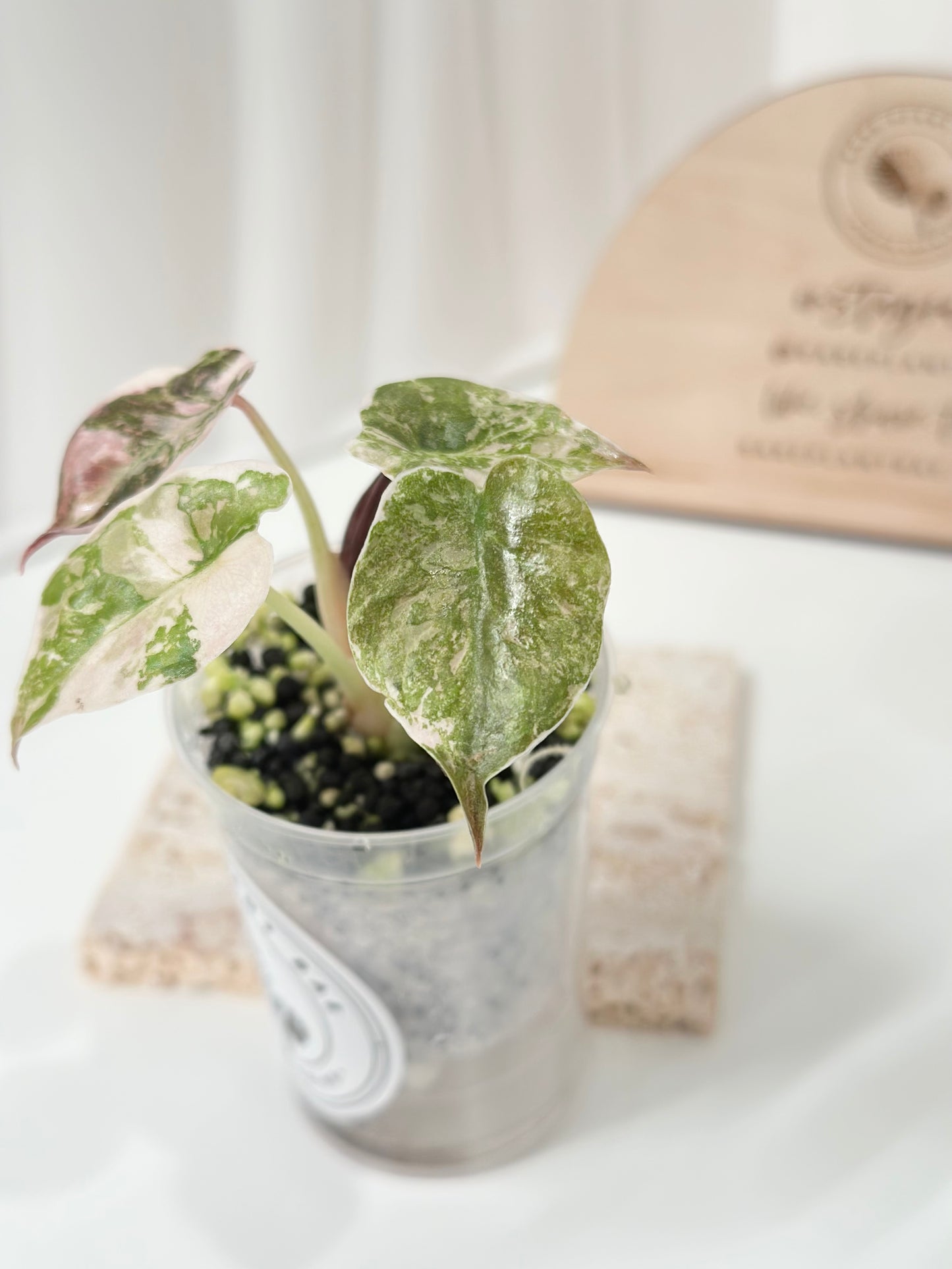 Alocasia Cuprea Variegated - pink marble