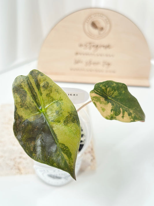 Alocasia Chantrieri variegated - aurea