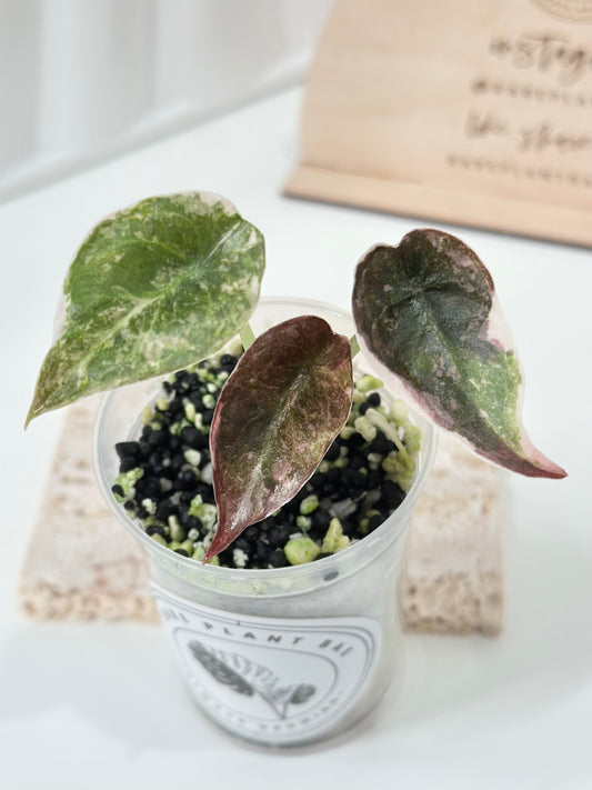 Alocasia Cuprea Variegated - pink marble