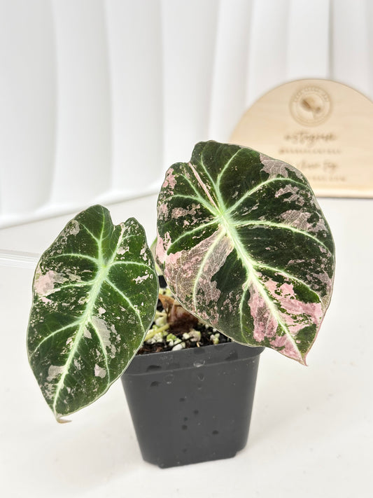 Alocasia Black Velvet Variegated - pink/albo