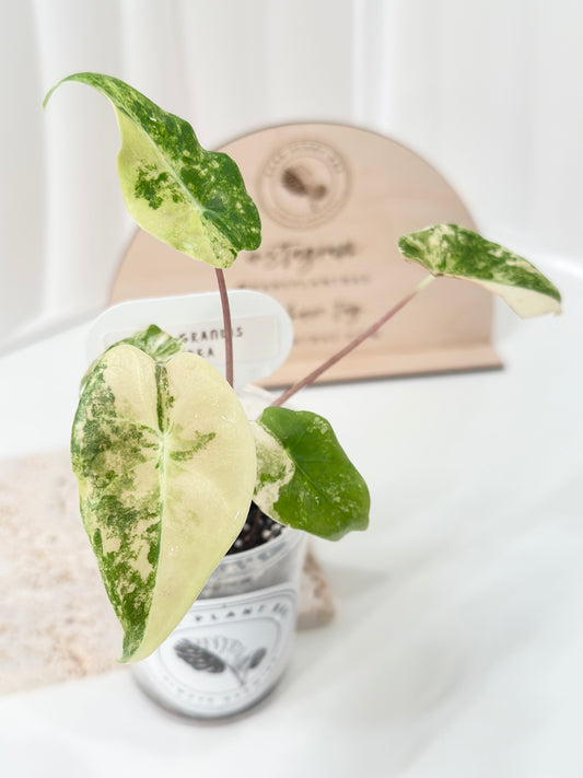 Alocasia Longiloba "Grandis" variegated - aurea