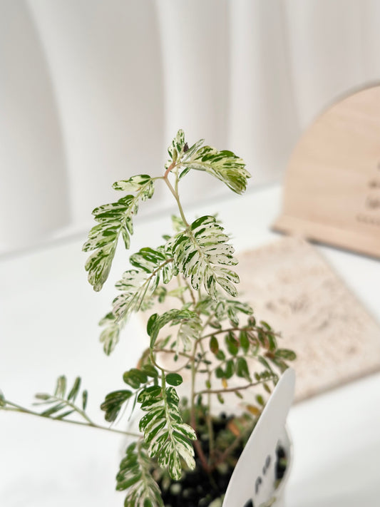 Phyllanthus Urinaria variegated - pink