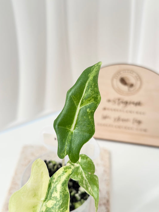 Alocasia Portei variegated - aurea