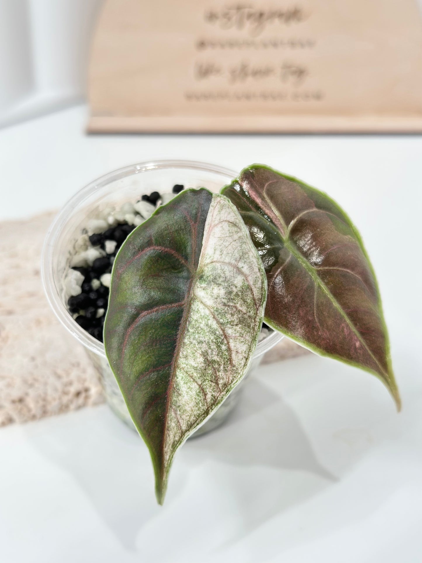 Alocasia Azlanii variegated - albo/pink