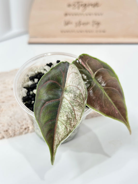 Alocasia Azlanii variegated - albo/pink