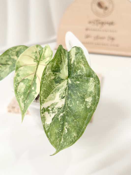 Alocasia Silver Dragon Variegated - albo