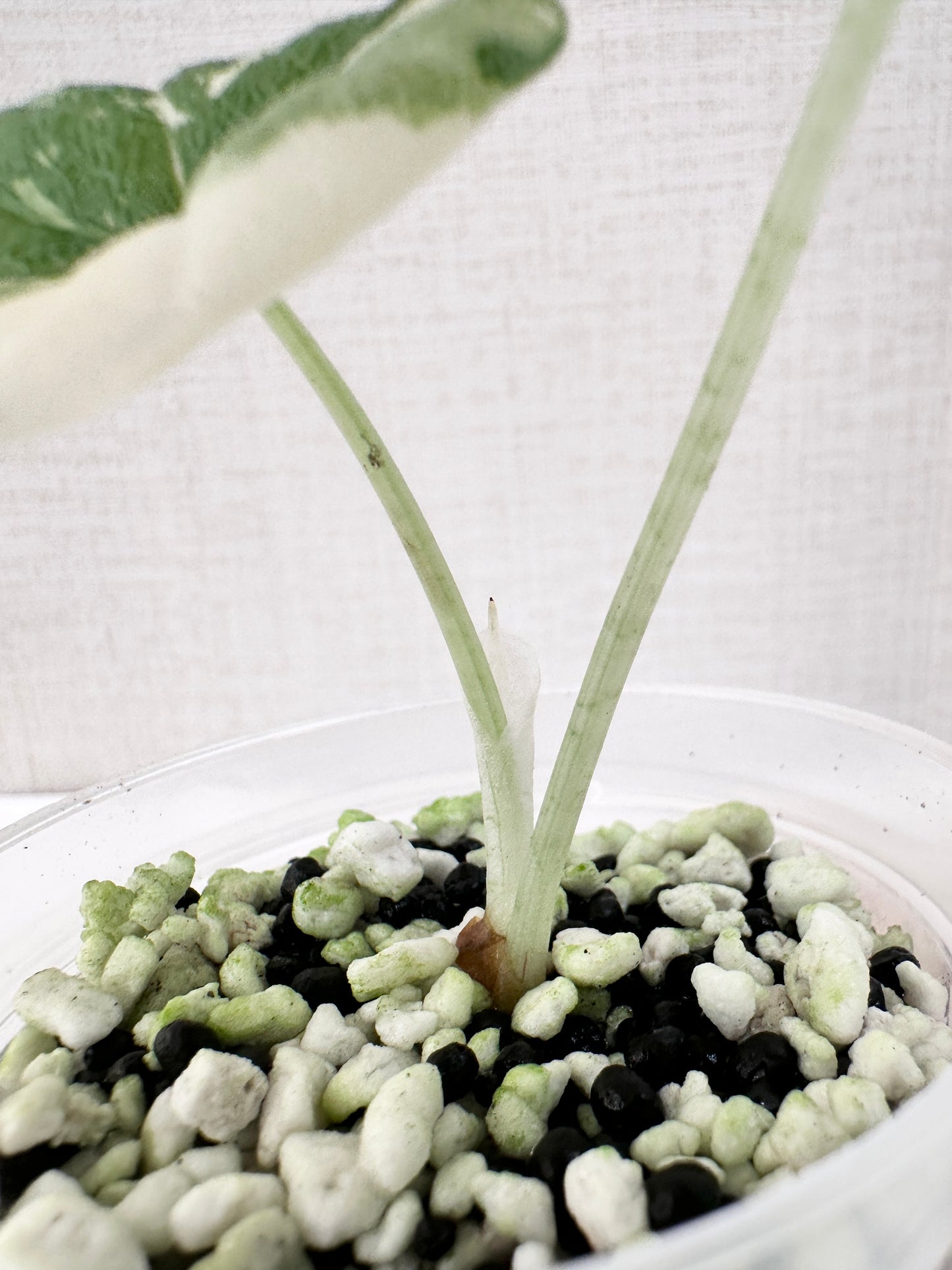 Alocasia Melo variegated - albo