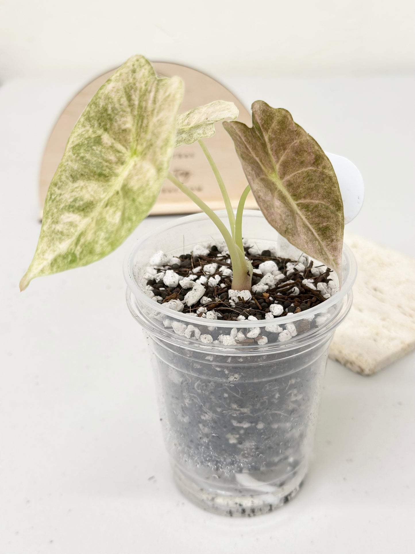 Alocasia Golden Bone variegated - pink mint (W2)