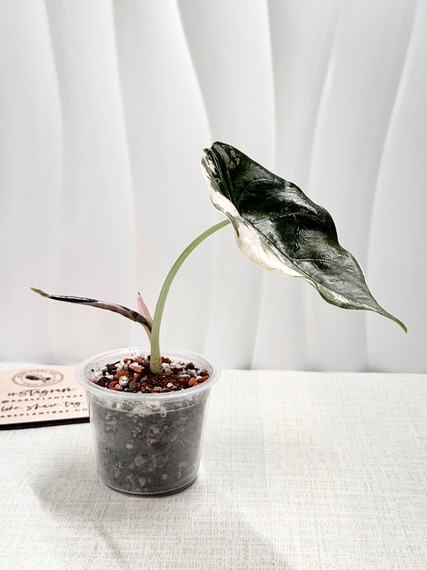 Alocasia Azlanii variegated - albo/pink