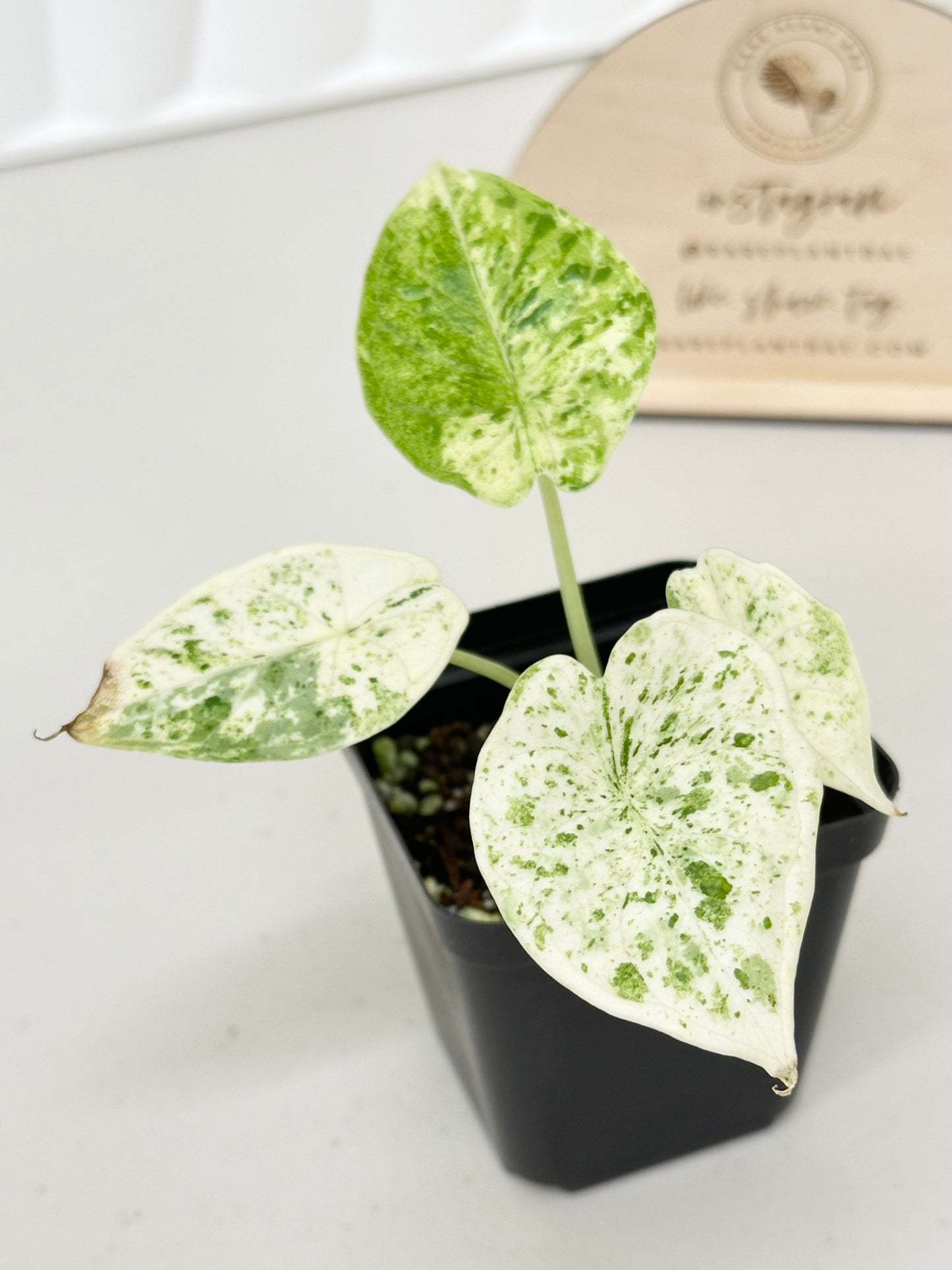 Alocasia Dragon Scale Variegated - mint