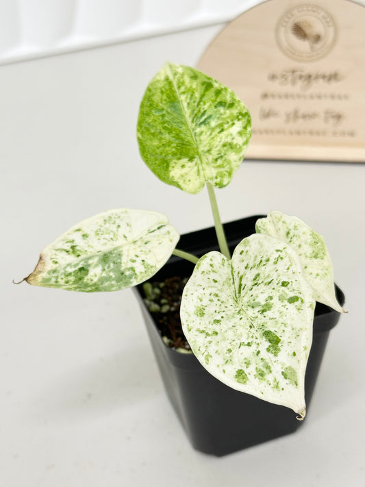 Alocasia Dragon Scale Variegated - mint