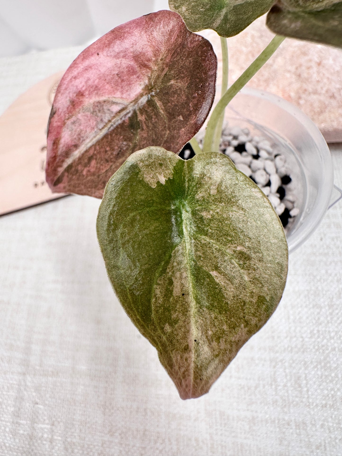 Alocasia Cuprea Variegated - Pink/Mint