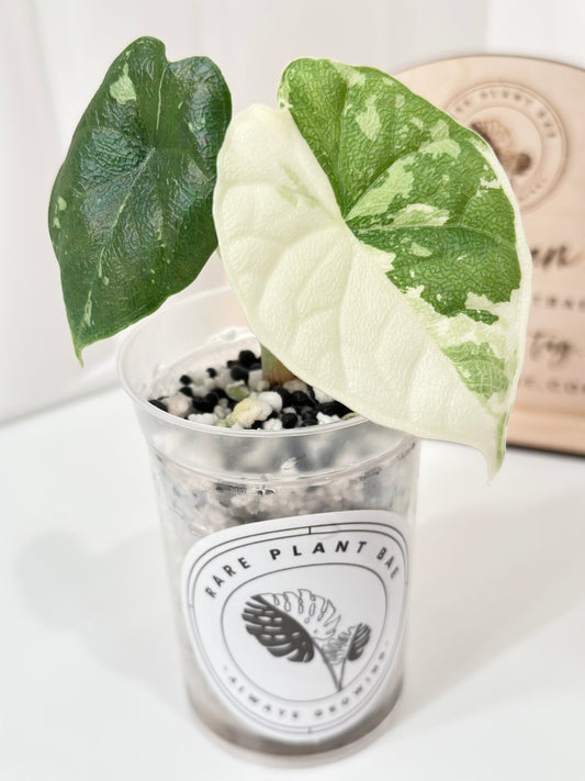Alocasia Melo variegated - albo