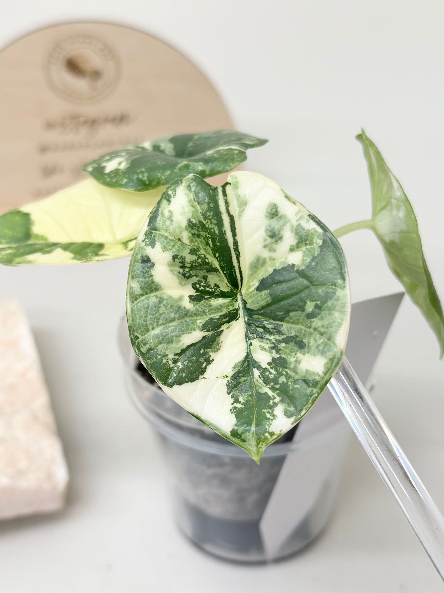 Alocasia Bisma "Platinum" variegated - albo (A2)