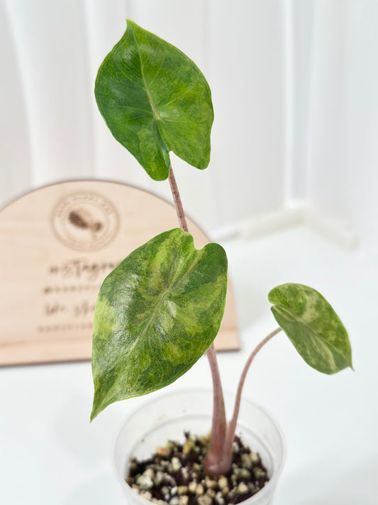Alocasia Pink Dragon variegated - aurea