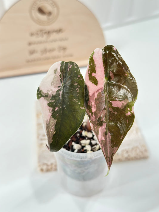 Alocasia Chantrieri Variegated - pink (high var)