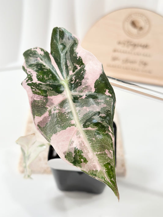Alocasia Polly variegated - Pink