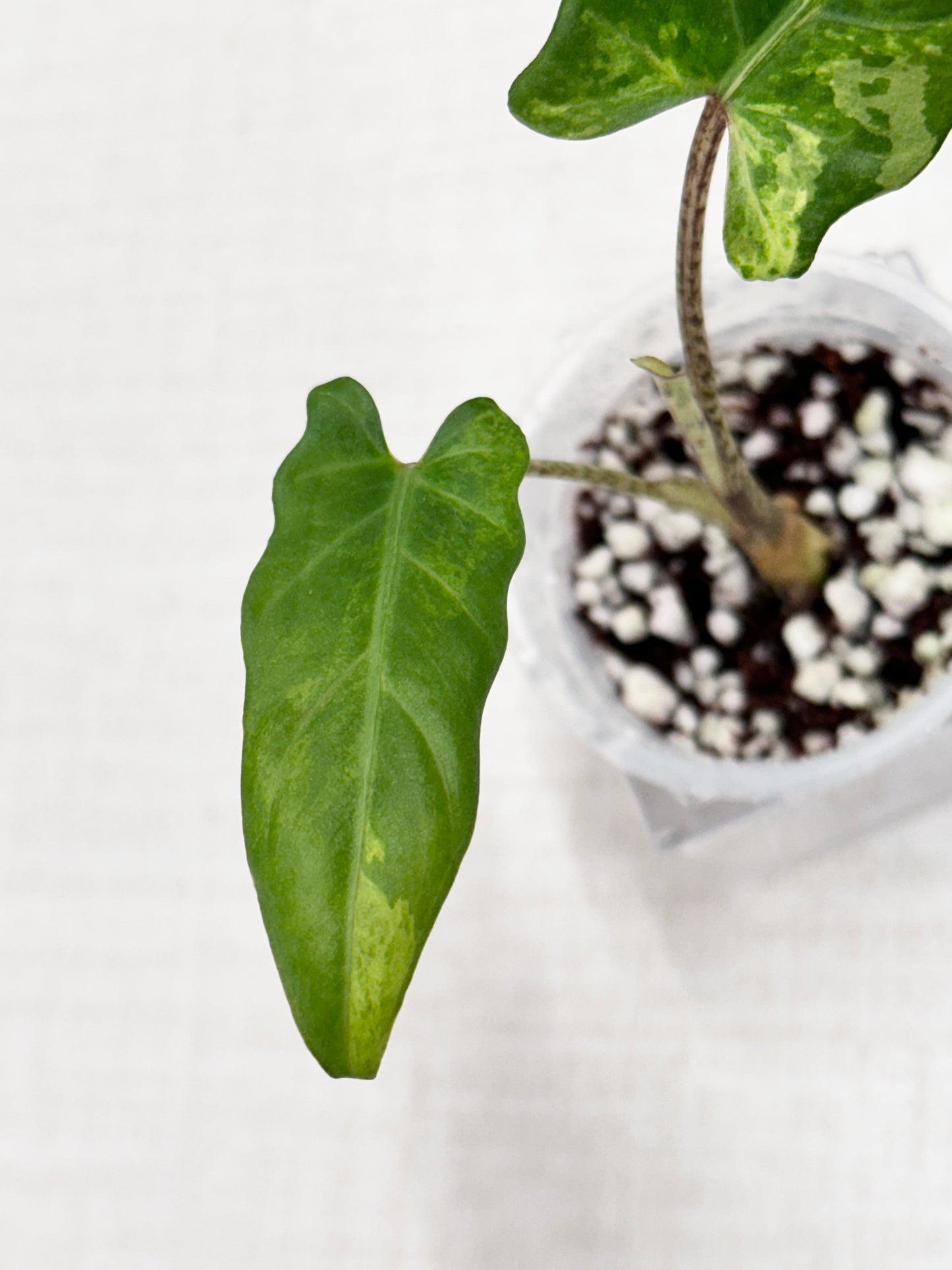 Alocasia Lauterbachiana variegated - aurea/GOG