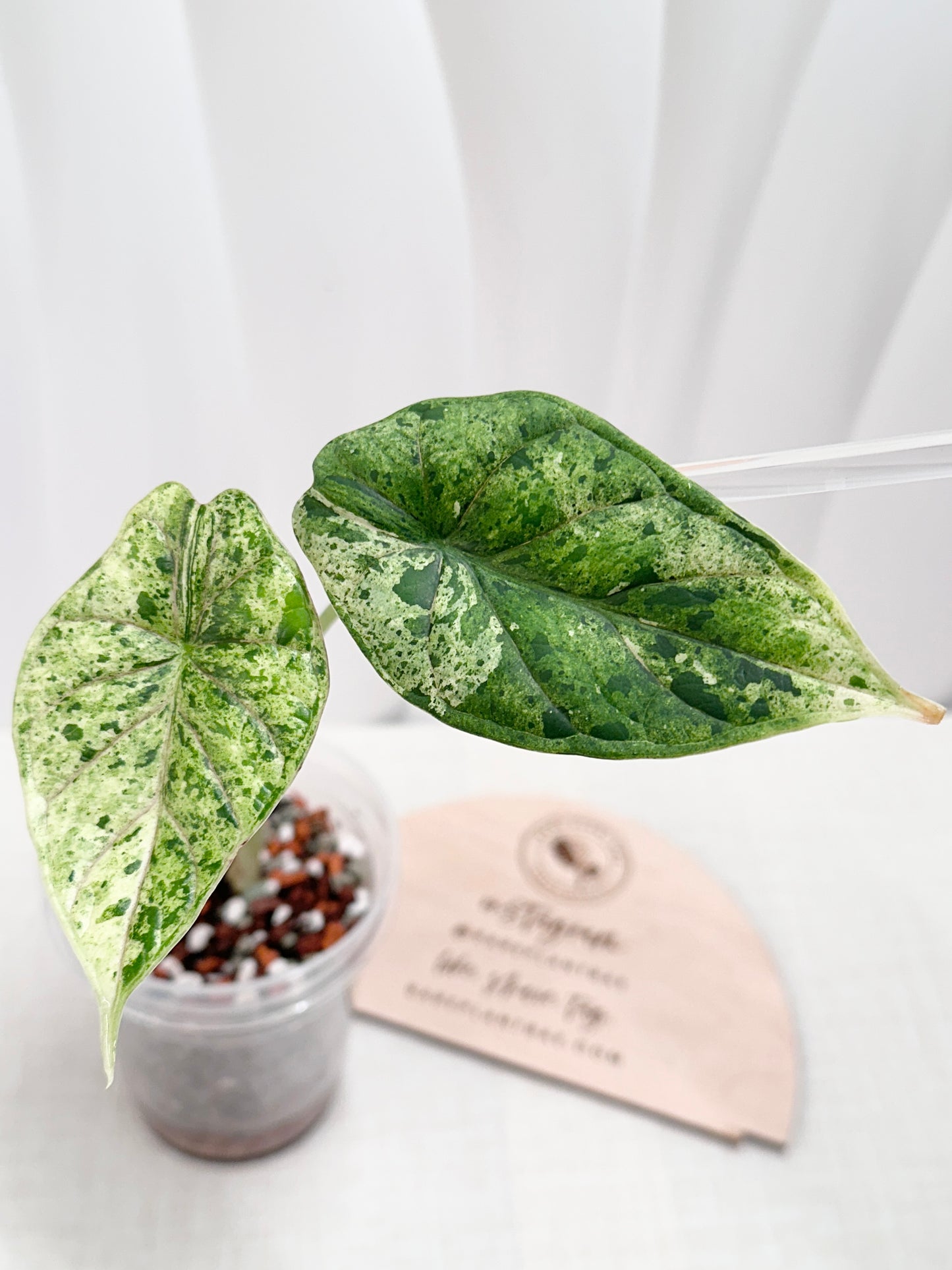 Alocasia Dragon Scale Variegated (Mint)