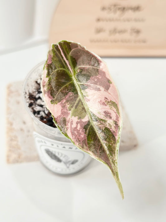 Alocasia Azlanii variegated - albo/pink