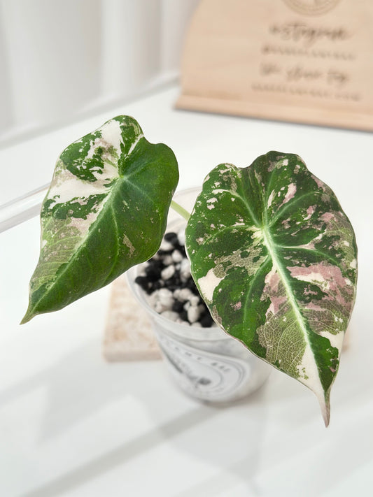 Alocasia Black Velvet Variegated - pink/albo