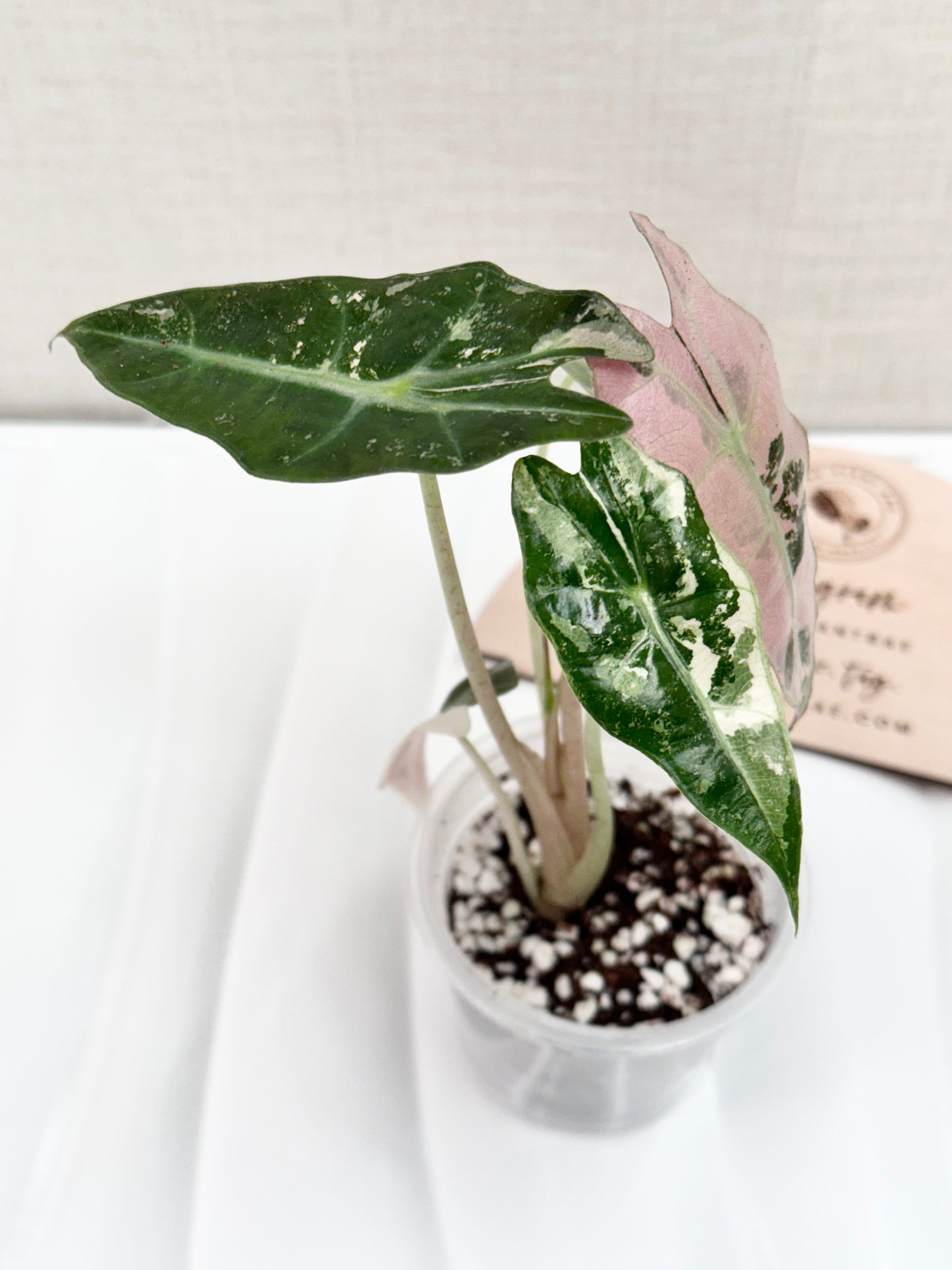 Alocasia Polly variegated - Pink