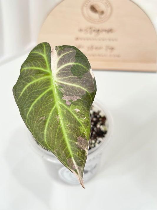 Alocasia Regal Shield Variegated - Albo