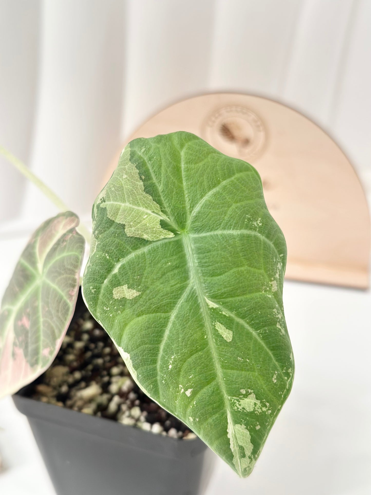 Alocasia Maharani variegated - albo