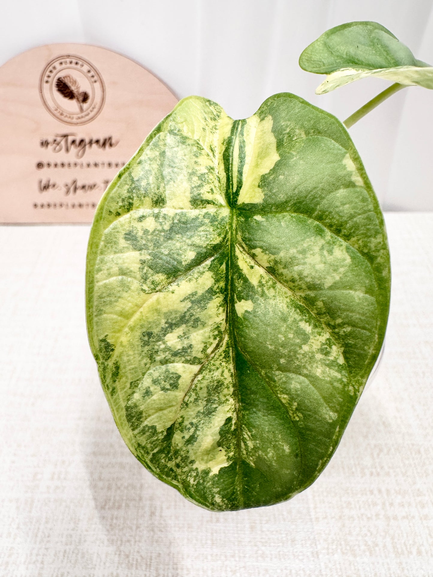 Alocasia Silver Dragon Variegated - aurea *high color*