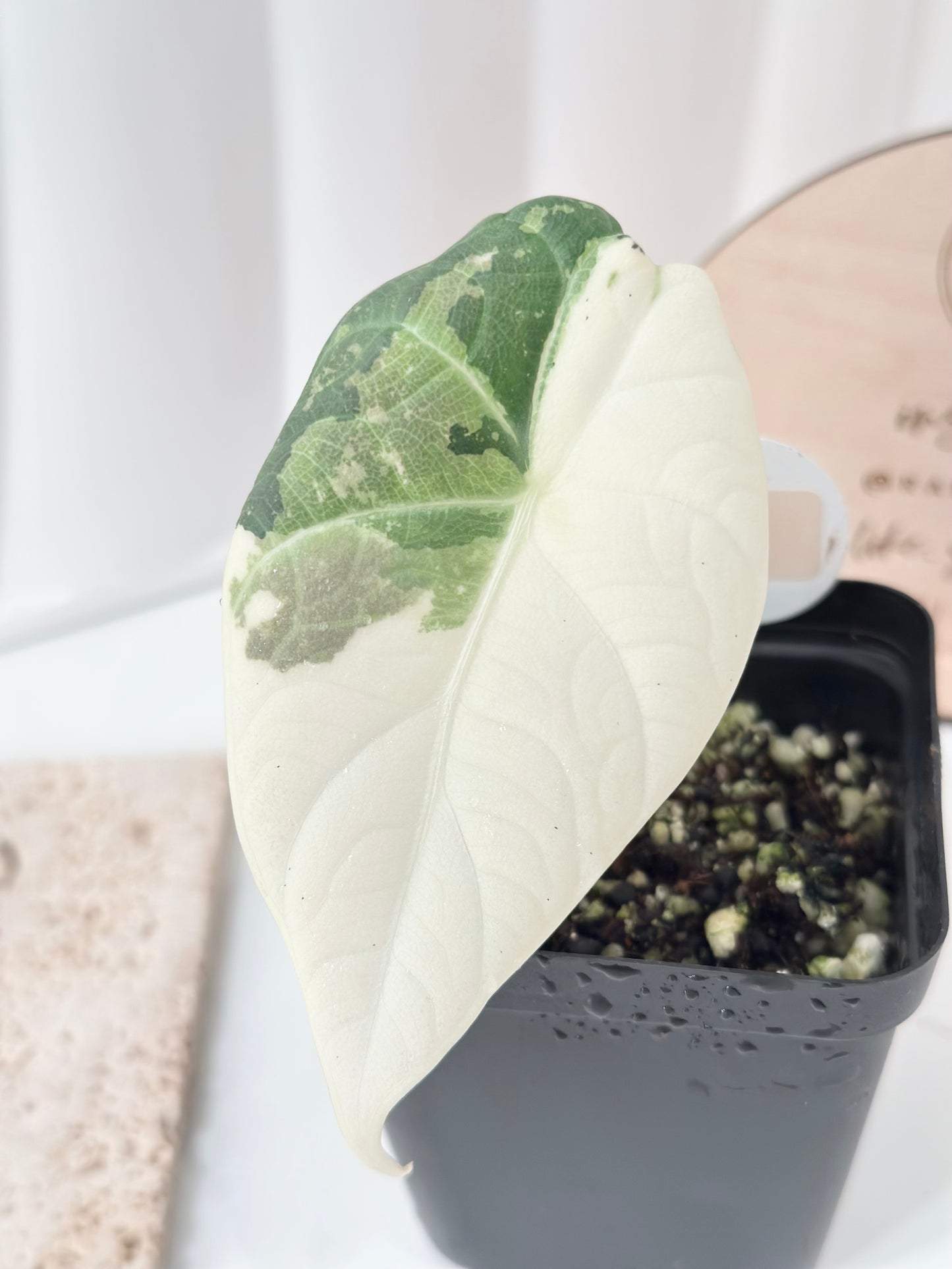 Alocasia Maharani variegated - albo