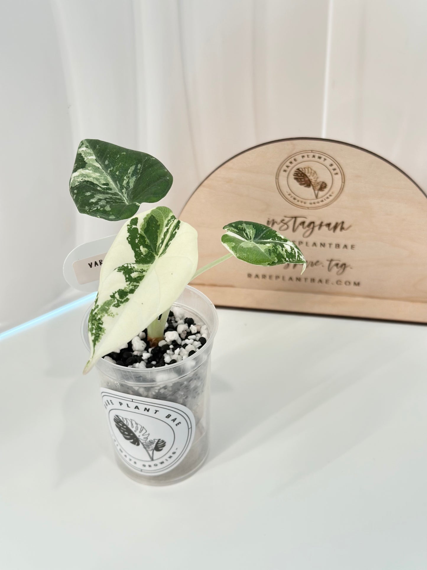 Alocasia Maharani variegated - albo