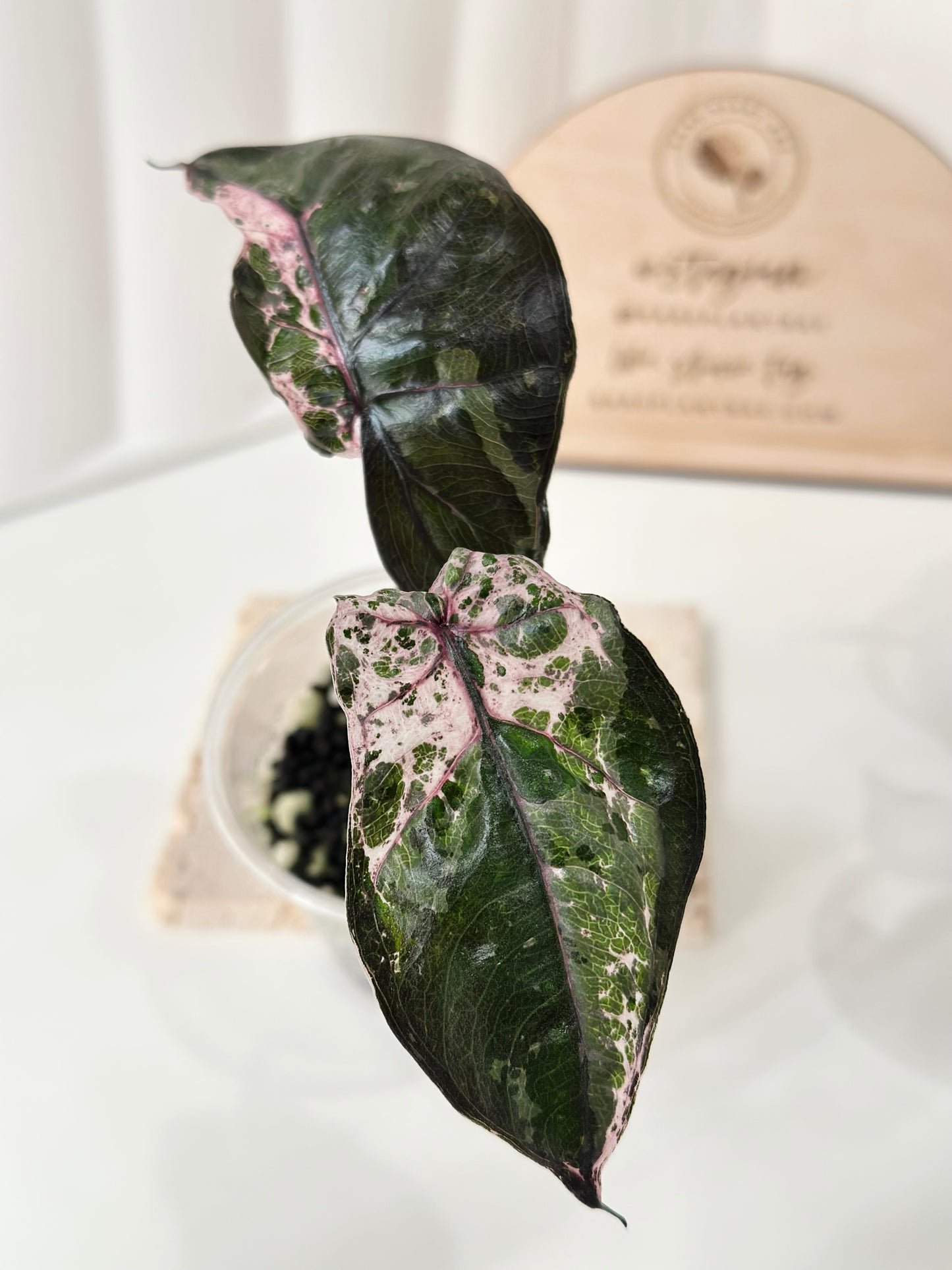 Alocasia Plumbea variegated - pink *special strain*