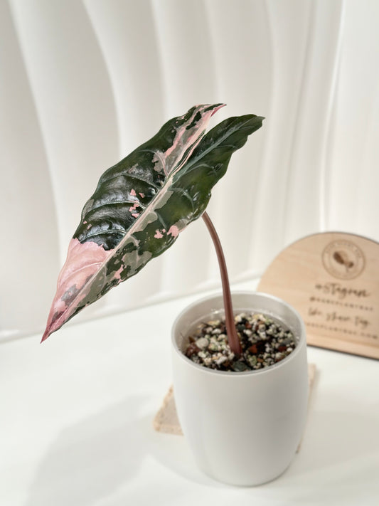 Alocasia Chantrieri Variegated - pink