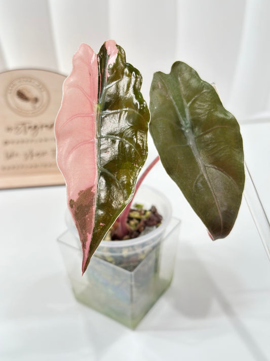 Alocasia Chantrieri Variegated - pink