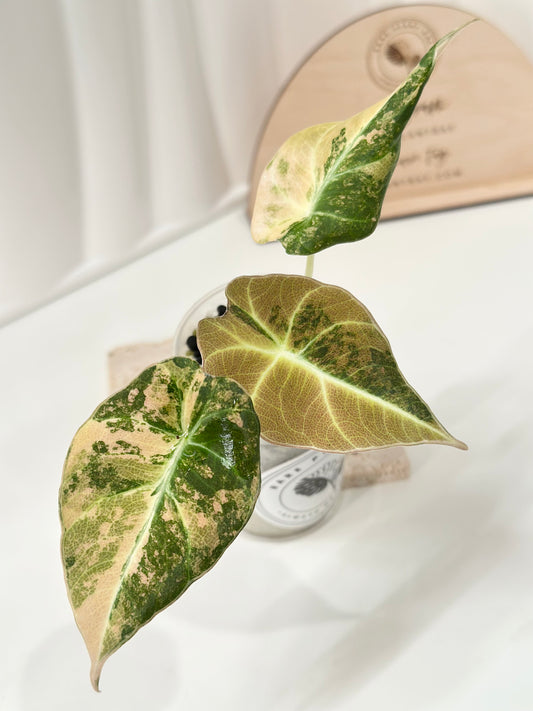 Alocasia Black Velvet Variegated - aurea