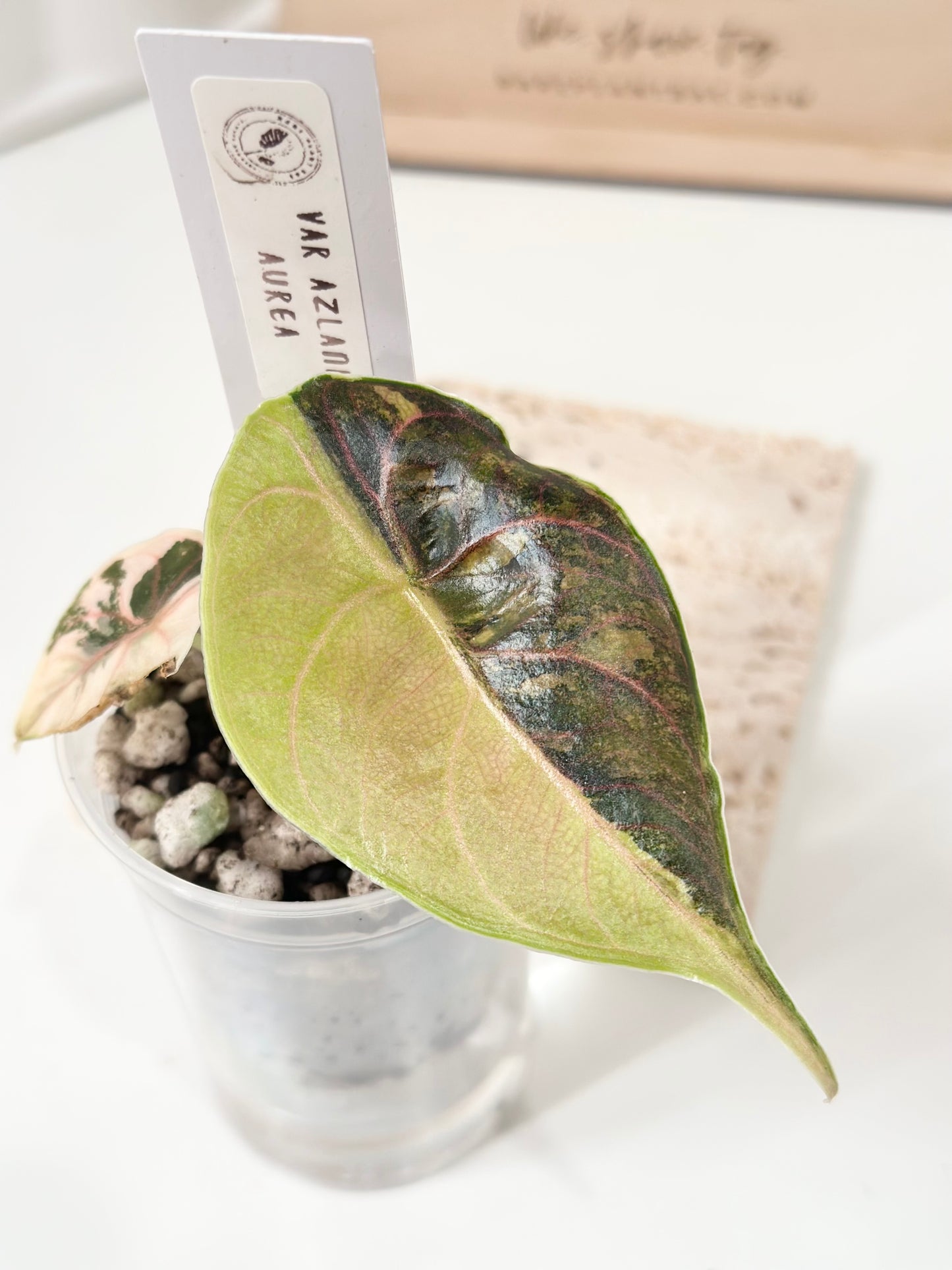 Alocasia Azlanii variegated - aurea