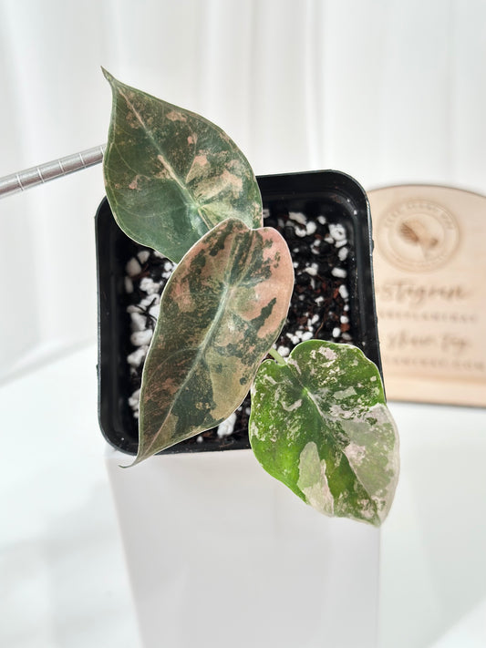 Alocasia Sedenii variegated - aurea