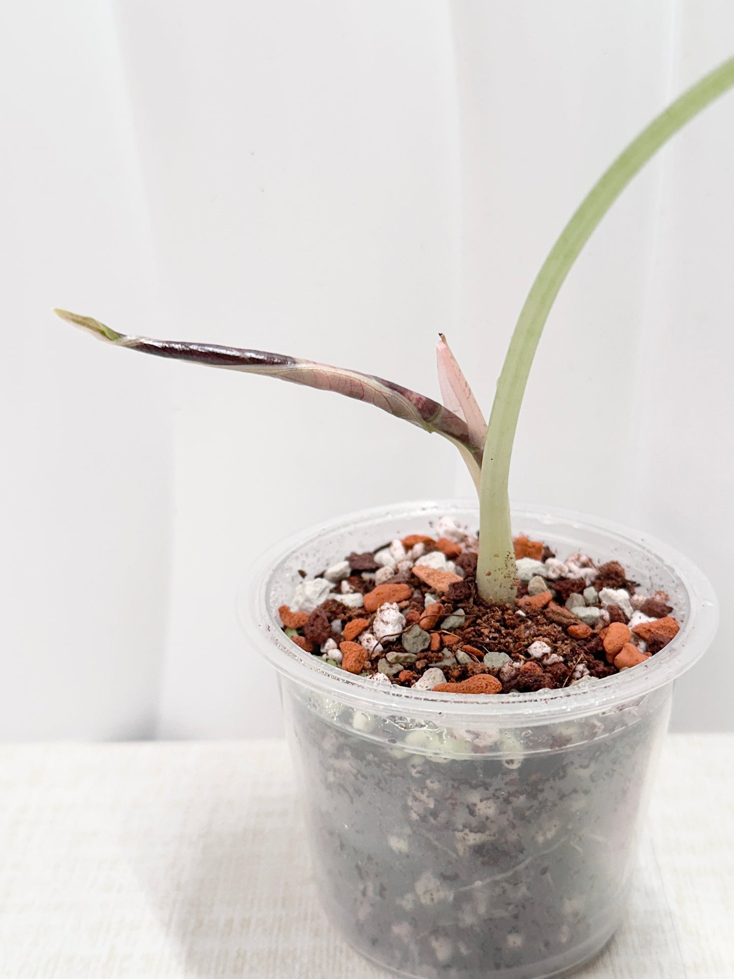 Alocasia Azlanii variegated - albo/pink