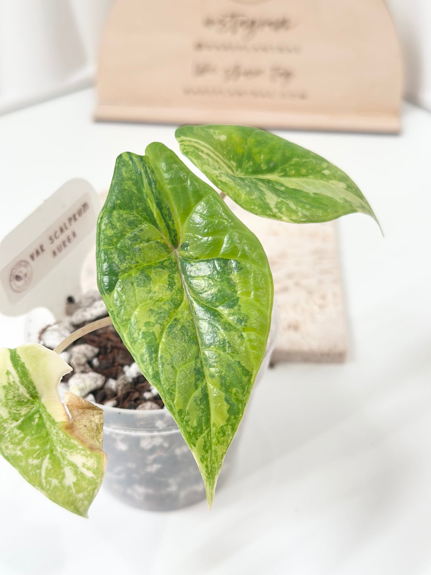 Alocasia Scalprum variegated - aurea