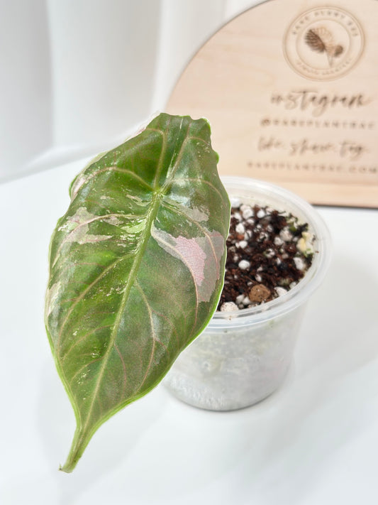 Alocasia Azlanii variegated - albo/pink