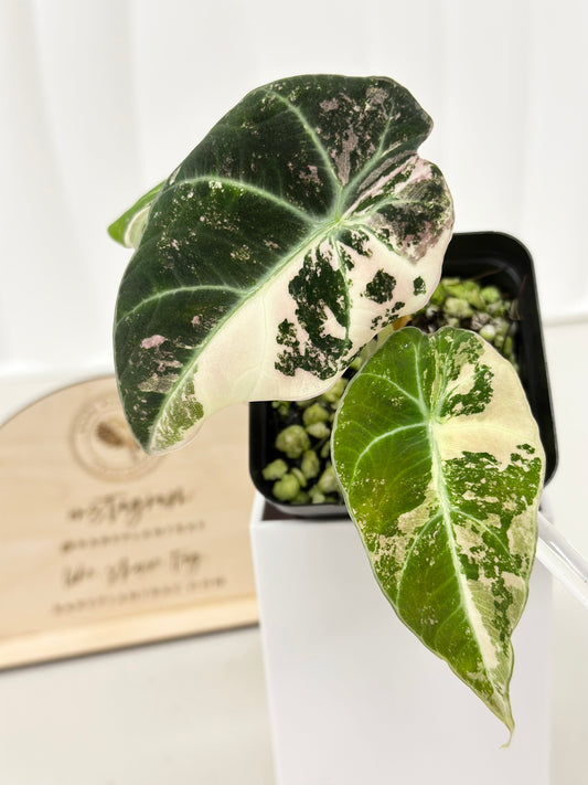 Alocasia Black Velvet Variegated - pink/albo