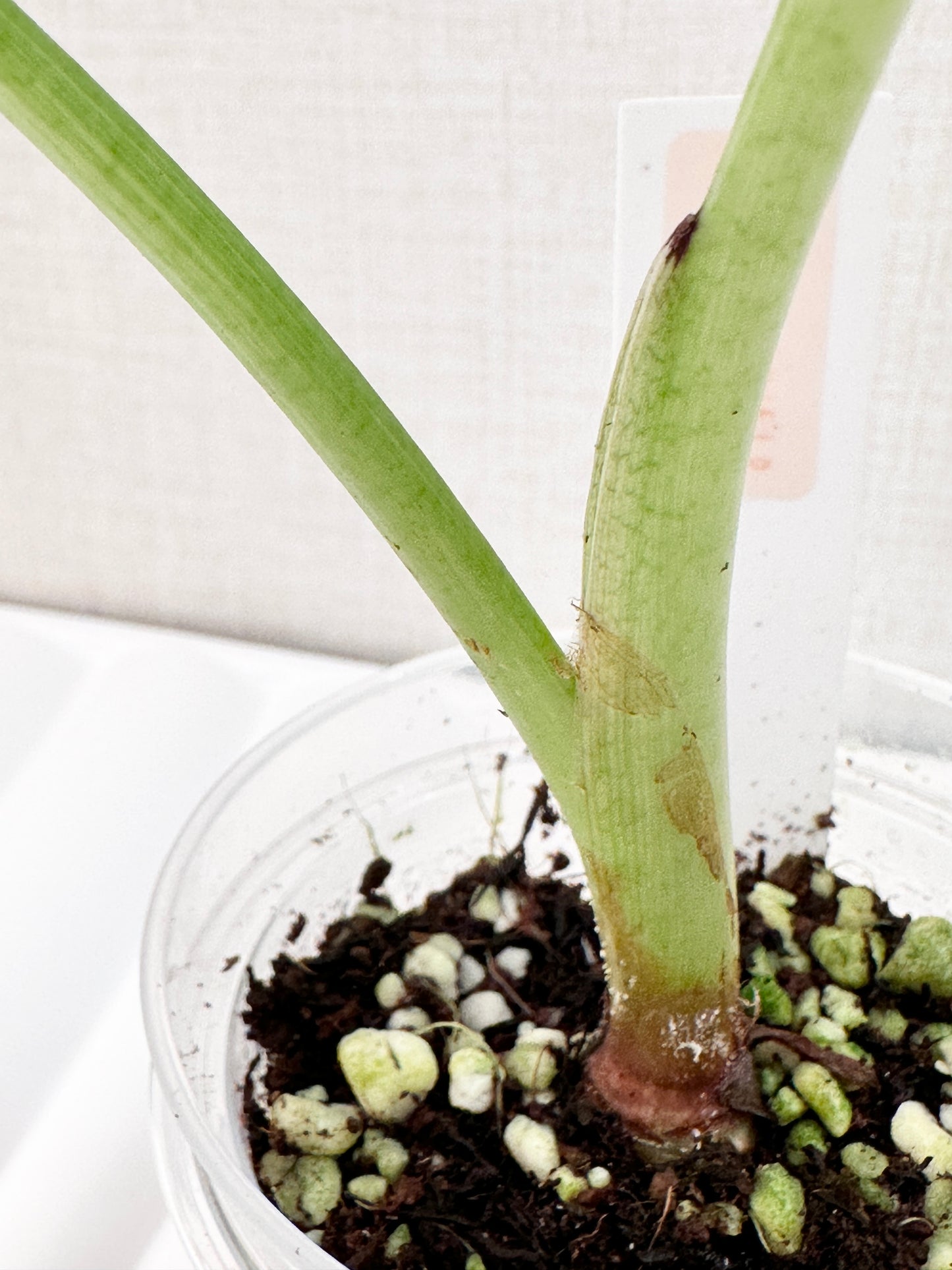 Alocasia Regal Shield Variegated - Albo