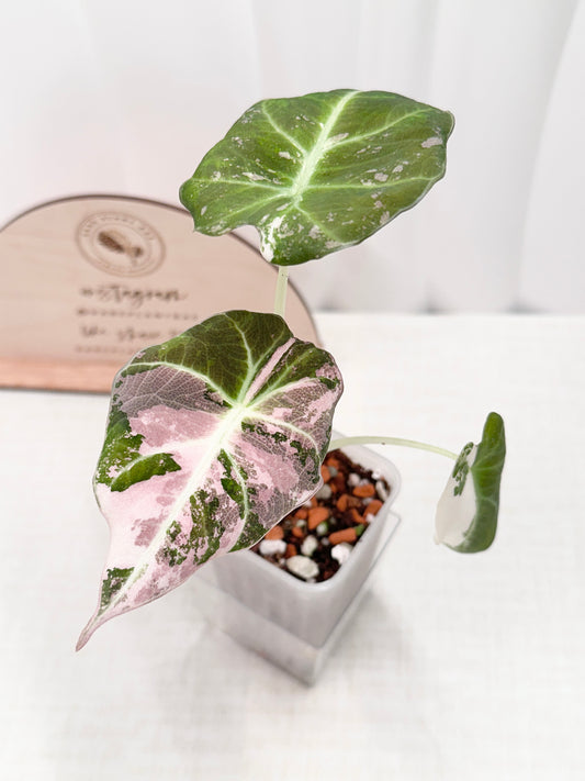 Alocasia Black Velvet Variegated - pink/albo