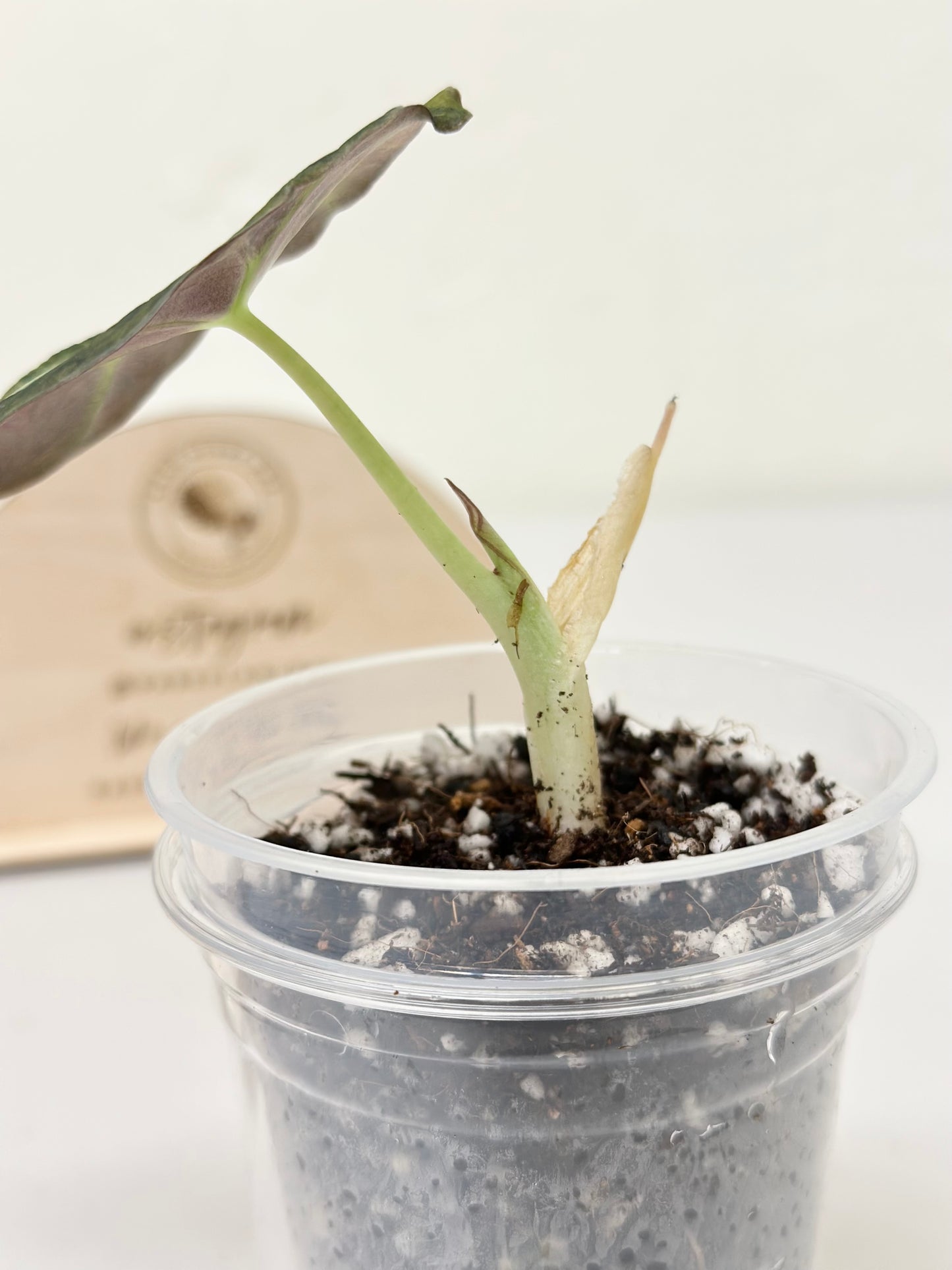 Alocasia Black Velvet Variegated - aurea