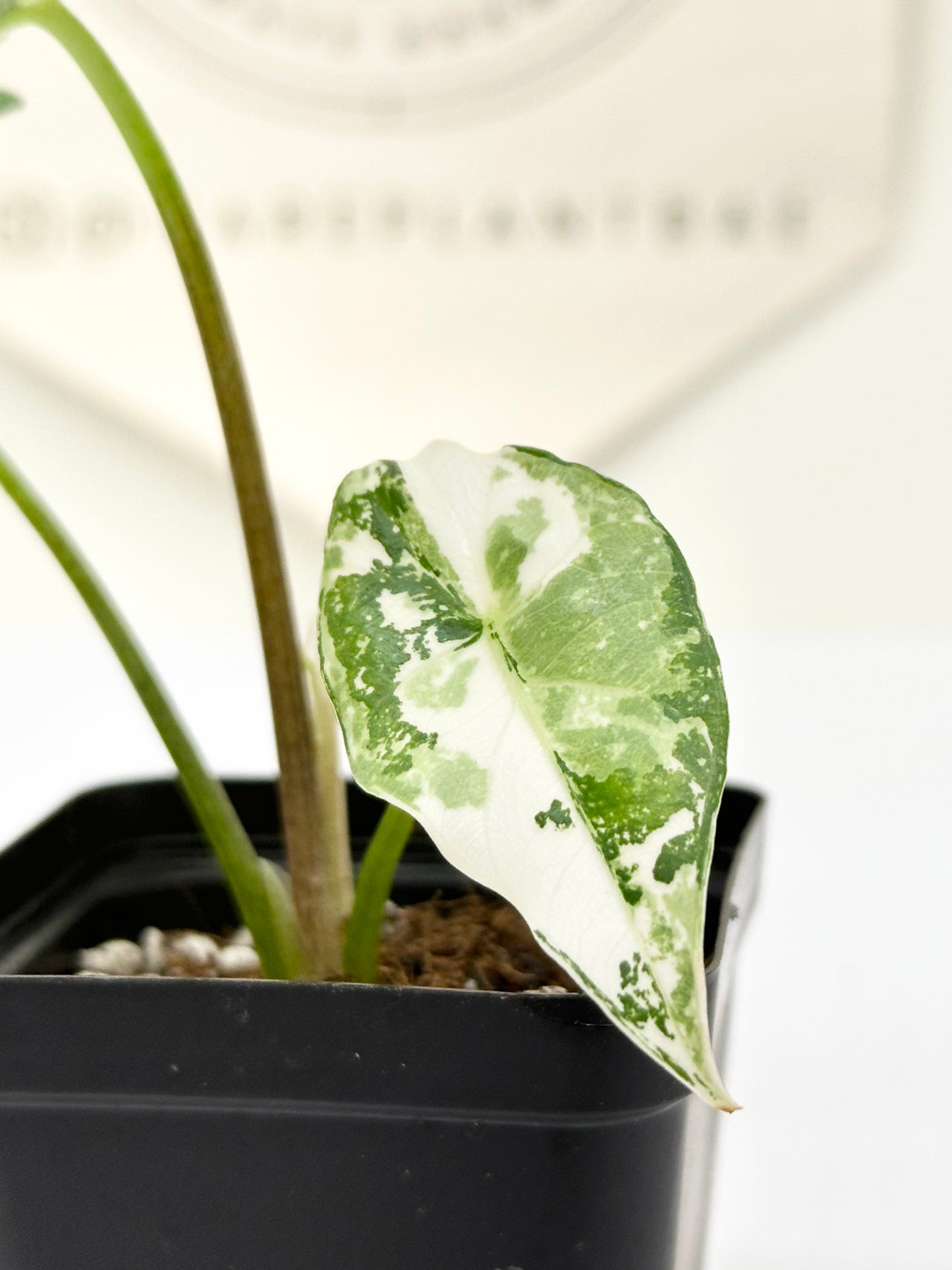 Alocasia Simpo Variegated - albo