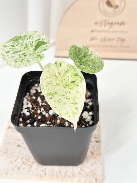 Alocasia Dragon Scale Variegated - mint