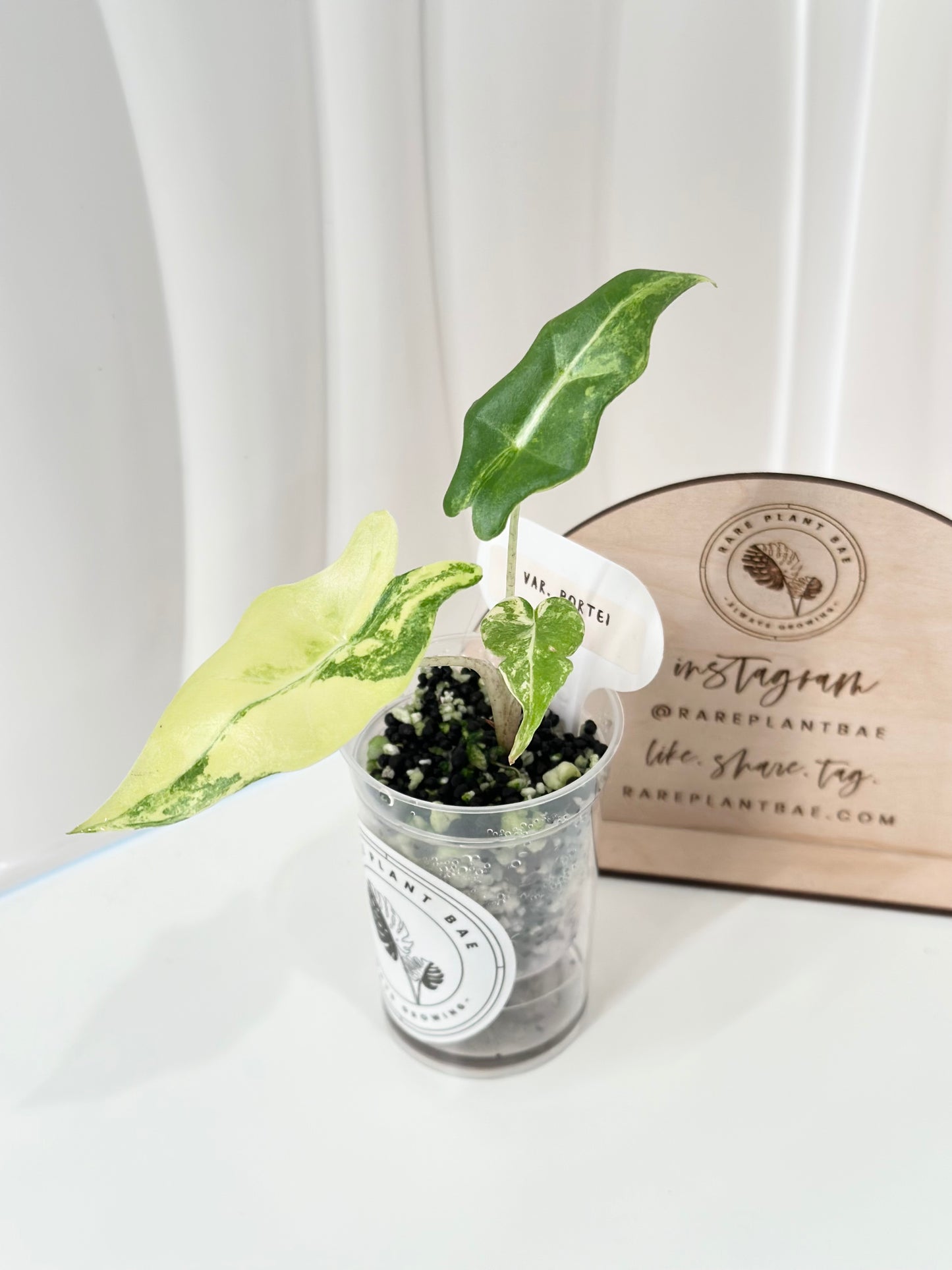 Alocasia Portei variegated - aurea