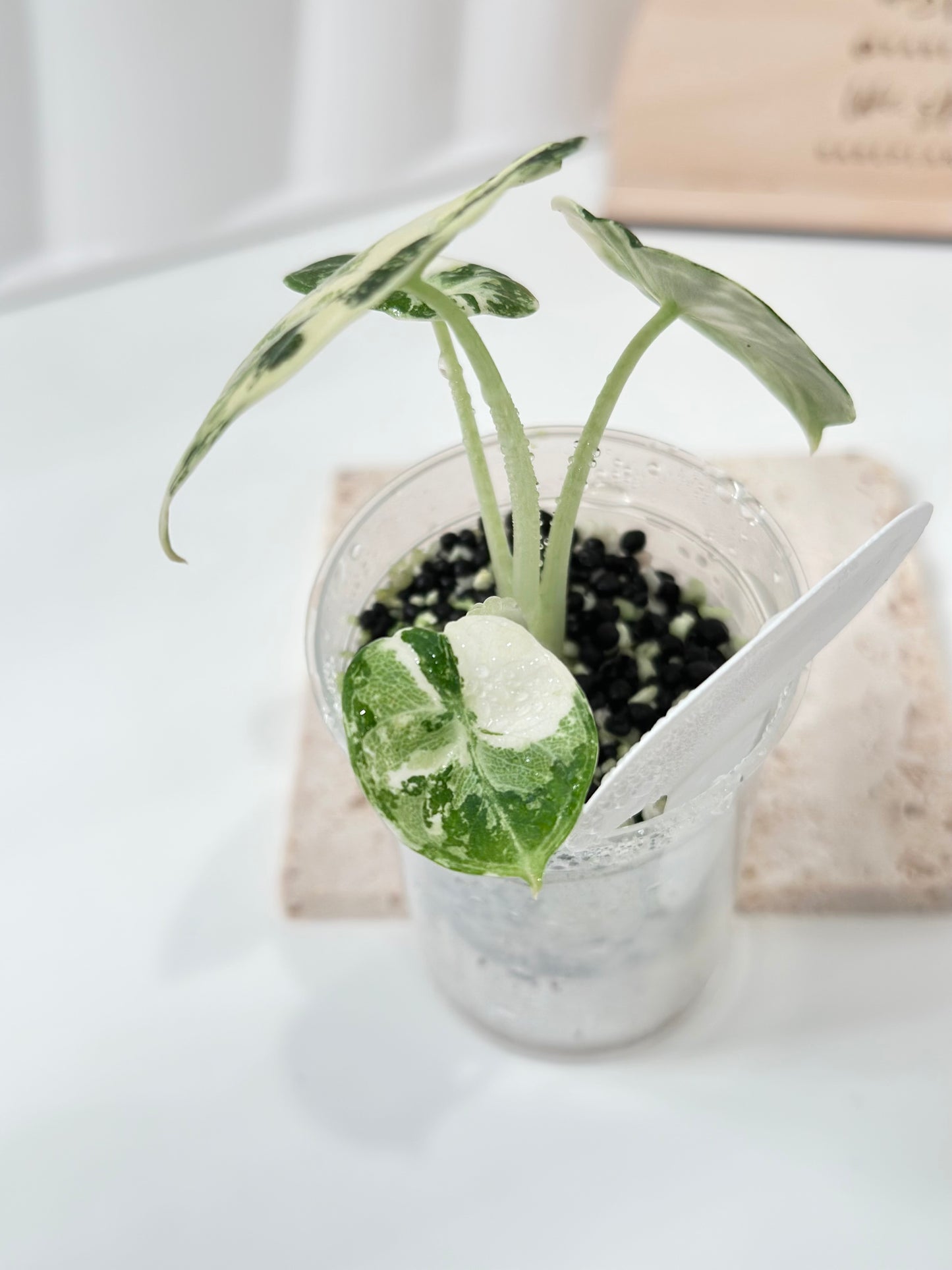 Alocasia Ninja variegated - albo